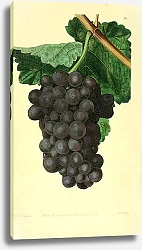 Постер Бургундский виноград Миллера