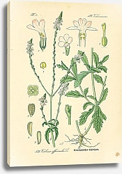 Постер Verbenaceae, Verbena officinalis