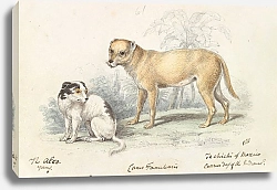 Постер Смит Чарльз Гамильтон The Alco; Young, Carrier Dog of the Indians