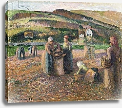 Постер Писсарро Камиль (Camille Pissarro) Picking Potatoes, 1893