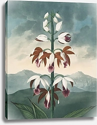 Постер Торнтон Роберт Китайский лимодорон