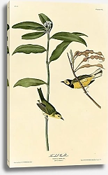 Постер Hooded Warbler