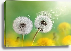 Постер Два одуванчика в утреннем свете