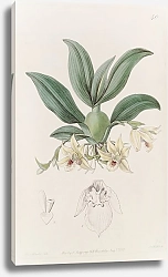 Постер Эдвардс Сиденем Messrs. Rollisson’s Maxillaria