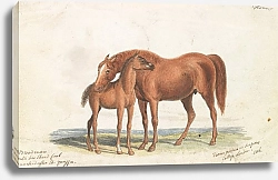 Постер Смит Чарльз Гамильтон Brood Mare and Third Foal, with Marks of Quagga