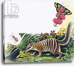 Постер Дэвис Р. (жив, дет) Numbat