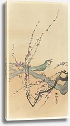 Постер Косон Охара Songbird and plum blossom