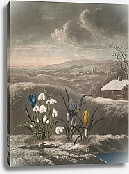 Постер Торнтон Роберт Подснежник