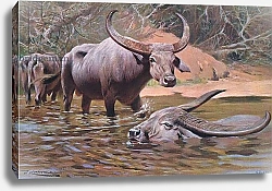 Постер Кунер Вильгельм Indian Buffalo, from Wildlife of the World published by Frederick Warne & Co, c.1900