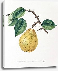 Постер Pears - Poire Prince Imperiale de France