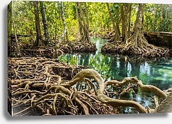 Постер Корни деревьев в болотистом лесу, Таиланд