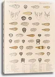Постер Годман Фредерик Insecta Hymenoptera Pl 31