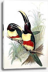 Постер Chestnut-eared Aracari 2