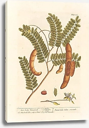 Постер Блэквелл Элизабет Ост-индский тамаринд