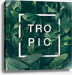 Постер Тропические листья 4
