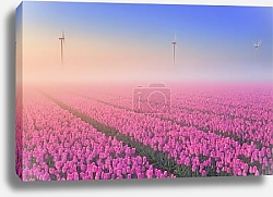 Постер Голландия. Туман и рассвет над полем с тюльпанами №3