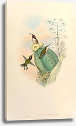 Постер Calothorax Pulchra