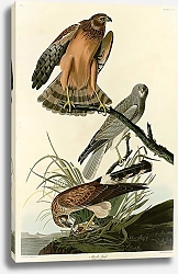 Постер Marsh Hawk
