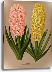 Постер Арендсен Арентина Гиацинты 4