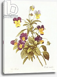 Постер Редюти Пьер Viola Tricolour