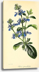 Постер Salvia Prunelloides