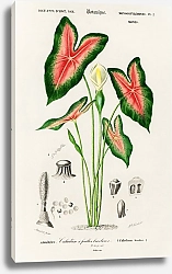 Постер Слоновое ухо (Caladium bicolor) 
