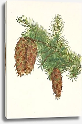 Постер Уолкотт Мари Дугласова пихта. Pseudotsuga mucronata