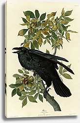 Постер Raven 3