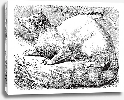 Постер Ringtail or Ring-tailed Cat or Bassariscus astutus vintage engraving