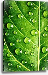 Постер Зеленый лист с каплями воды 3