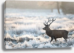 Постер Олень на фоне заходящего солнца