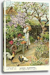 Постер Коулмен Уильям Spring Blossoms, from the Pears Annual, 1902