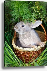 Постер Зайчик в корзинке