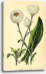 Постер Helichrysum Niveum