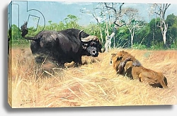 Постер Кунер Вильгельм Buffalo and Lion Before the Fight,