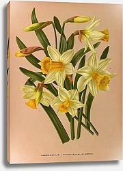 Постер Арендсен Арентина Нарцисс двухцветный. 2. Нарцисс двухцветный (Narcissus Bicolor Var.)