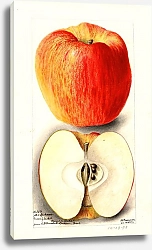 Постер Пассмор Дебора Малус домашний: Спокан