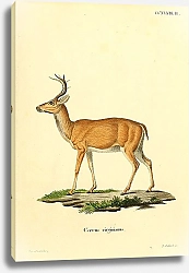 Постер Виргинский олень