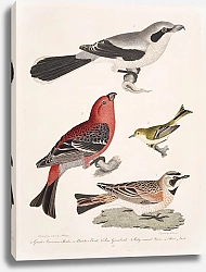 Постер Птицы Америки Уилсона 5