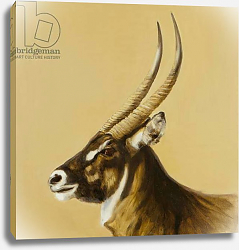 Постер Сандерс Франческа (совр) waterbuck, 2014, oil on canvas Постер Сандерс Франческа (совр) waterbuck, 2014, oil on canvas