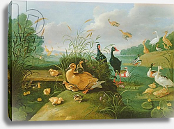 Постер Кессель Ян Decorative fowl and ducklings Постер Кессель Ян Decorative fowl and ducklings
