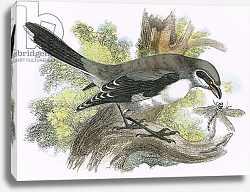 Постер Школа: Английская 20в. Great grey Shrike Постер Школа: Английская 20в. Great grey Shrike