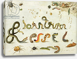 Постер Кессель Ян Garden and other spiders, caterpillars spell the artist's name, 1657 Постер Кессель Ян Garden and other spiders, caterpillars spell the artist's name, 1657