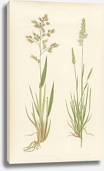 Постер Hierochloe Borealis, Koeleria Cristata Постер Hierochloe Borealis, Koeleria Cristata