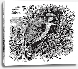 Постер Woodpecker or piculets or wrynecks, vintage engraving. Постер Woodpecker or piculets or wrynecks, vintage engraving.