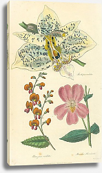 Постер Stanhopea Oculata, Chorizema Cordata Постер Stanhopea Oculata, Chorizema Cordata