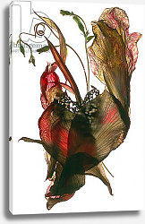 Постер МакЛемор Юлия (совр) Morning Glory Canna Heart, 2012, Постер МакЛемор Юлия (совр) Morning Glory Canna Heart, 2012,