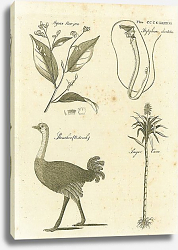 Постер Styrax Benzoin, Stylephorus Chordatus, Struthio (Ostrich), Sugar Cane Постер Styrax Benzoin, Stylephorus Chordatus, Struthio (Ostrich), Sugar Cane