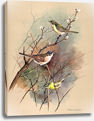 Постер Chiffchaff Whitethroat And Willow Warbler Постер Chiffchaff Whitethroat And Willow Warbler