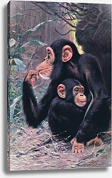 Постер Кунер Вильгельм Chimpanzee, illustration from'Wildlife of the World', c.1910 Постер Кунер Вильгельм Chimpanzee, illustration from'Wildlife of the World', c.1910